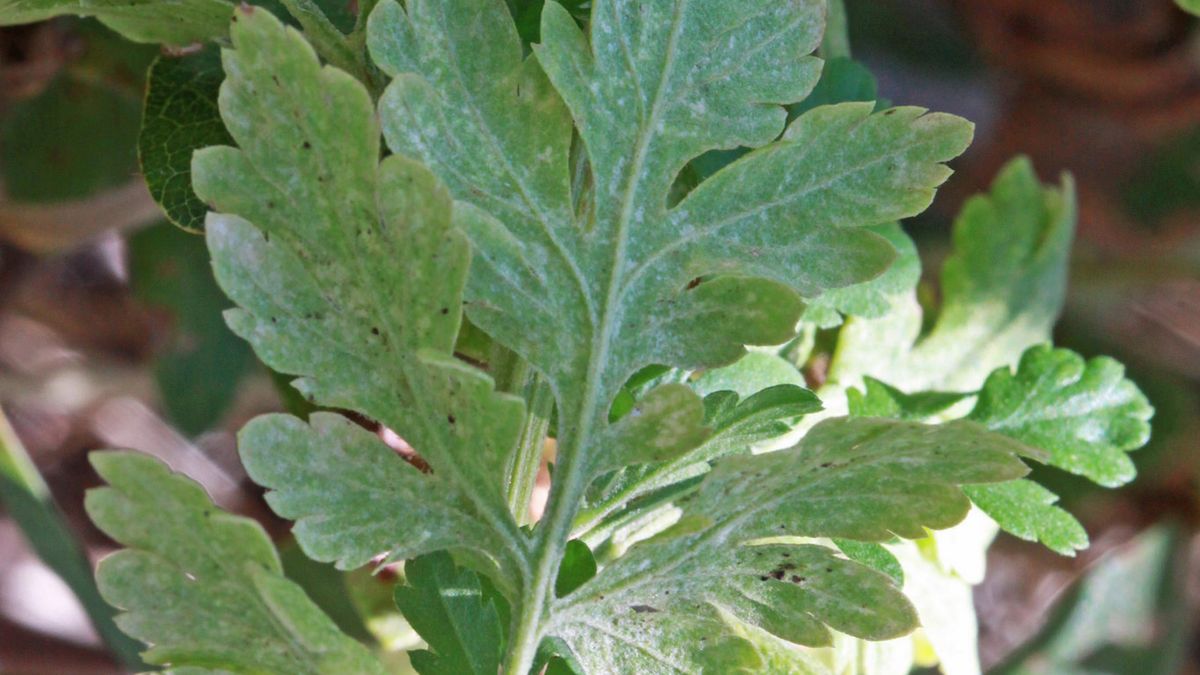 Surowe liście chryzantemy