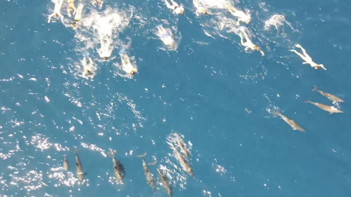 Grupa spłoszyła delfiny