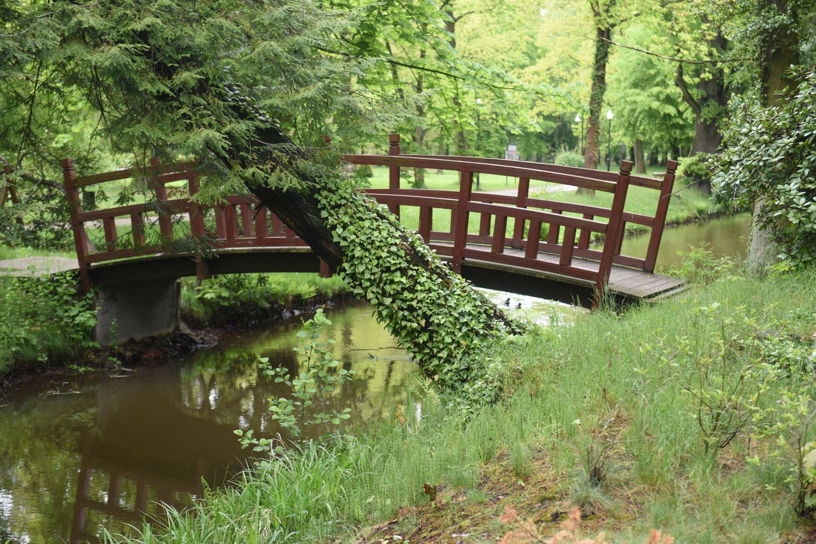 Park Dworski w Iłowej