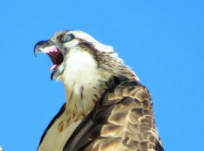 Crap bird photography/facebook