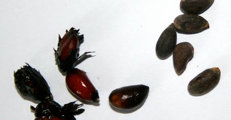 Prażone nasiona bawełny