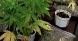 Kolejna plantacja konopii