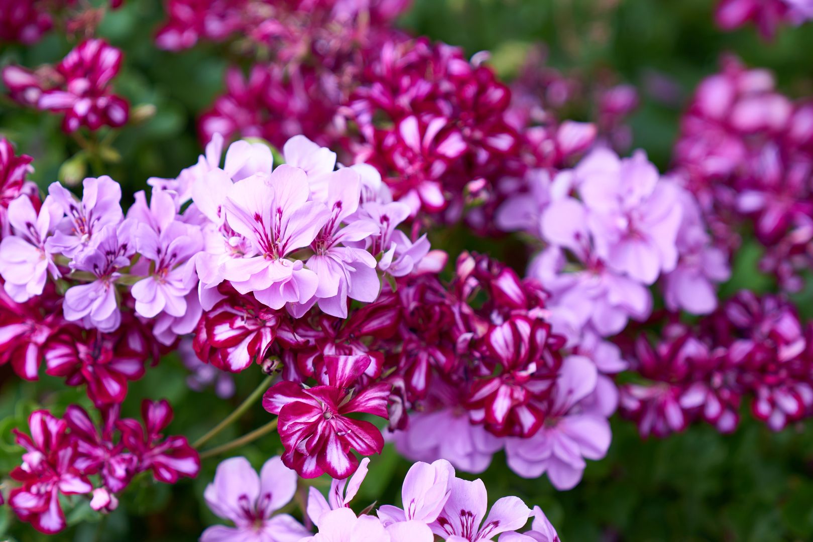 pelargonie