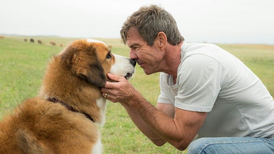 „Był sobie pies” był najpopularniejszą premierą ubiegłego weekendu