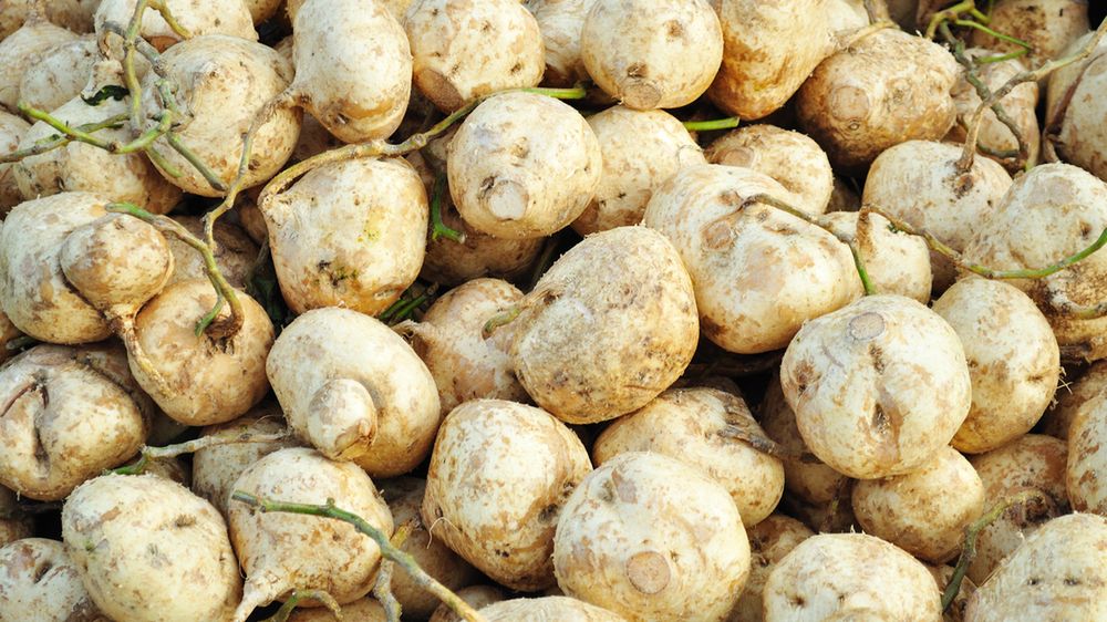 Surowy kłębian kątowaty