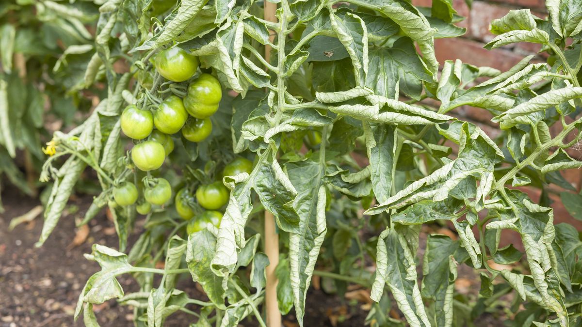 Tomato leaf curl. Tomato plants with leaves curled in UK garden
Close-up of curled leaves on tomato plants in a vegetable patch. Tomato leaf curl, a common problem in UK gardens.
PaulMaguire
unhealthy, patch, leaf curl, leaves curling