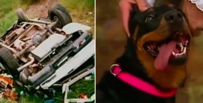 Po wypadku pies spędził 13 dni przy wraku samochodu