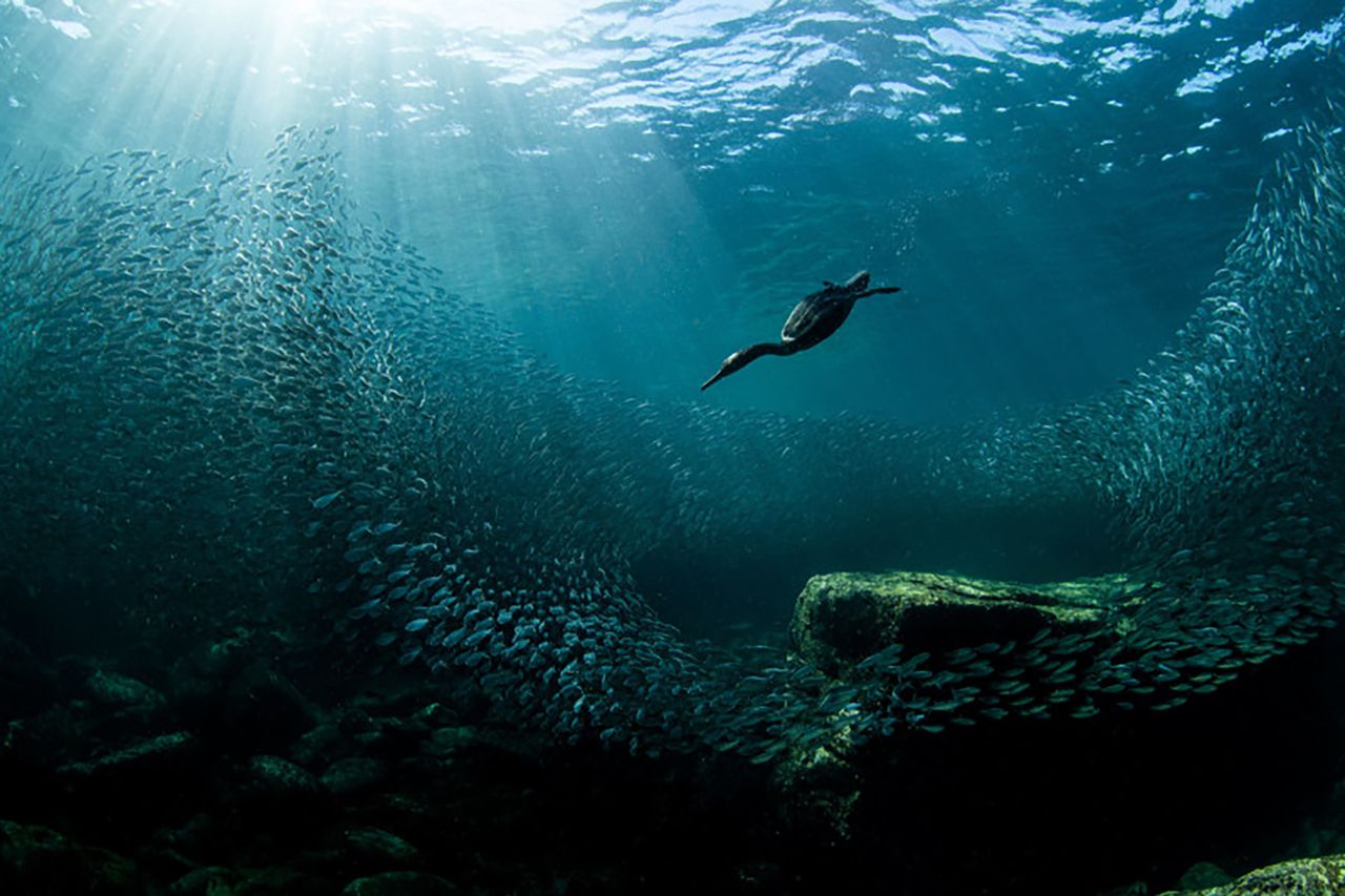 Audubon Photography Awards 2020, czyli genialne zdjęcia ptaków