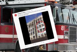 USA. Kot wyskoczył z 5. piętra i pobiegł dalej. Wideo podbija internet