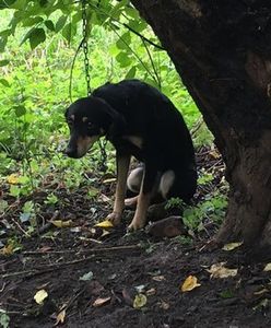 Pies porzucony nad Wisłą. Był przywiązany do drzewa na 1,5-metrowym łańcuchu: "kulił się ze strachu"