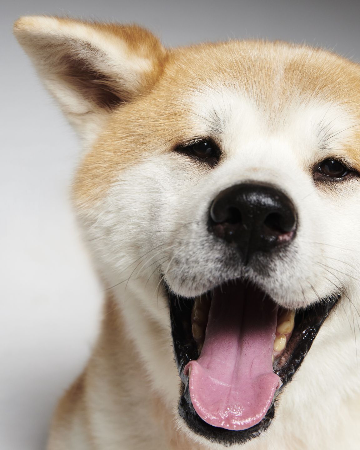 #AdoptujŚwiadomie! Szukamy domu dla uratowanego z pseudohodowli Sibu 
