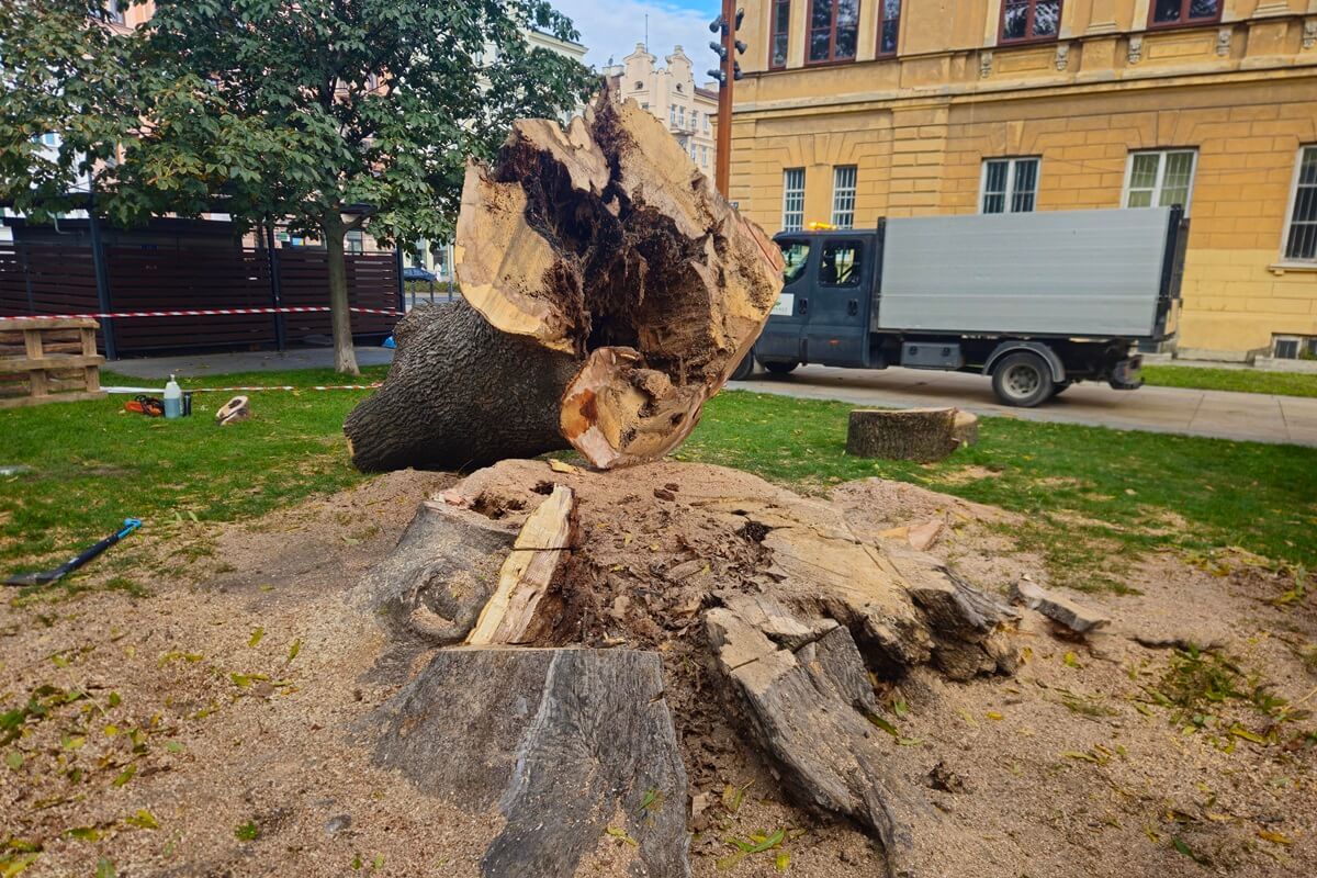 Wycięty jesion na Placu Litewskim