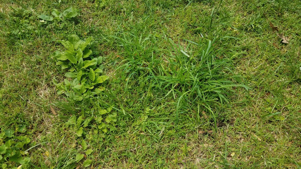 Chwasty szpecą trawnik i zabierają mu cenne składniki odżywcze