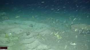 Odkryli je pod lodem. Naukowcy: to wyjątkowe znalezisko