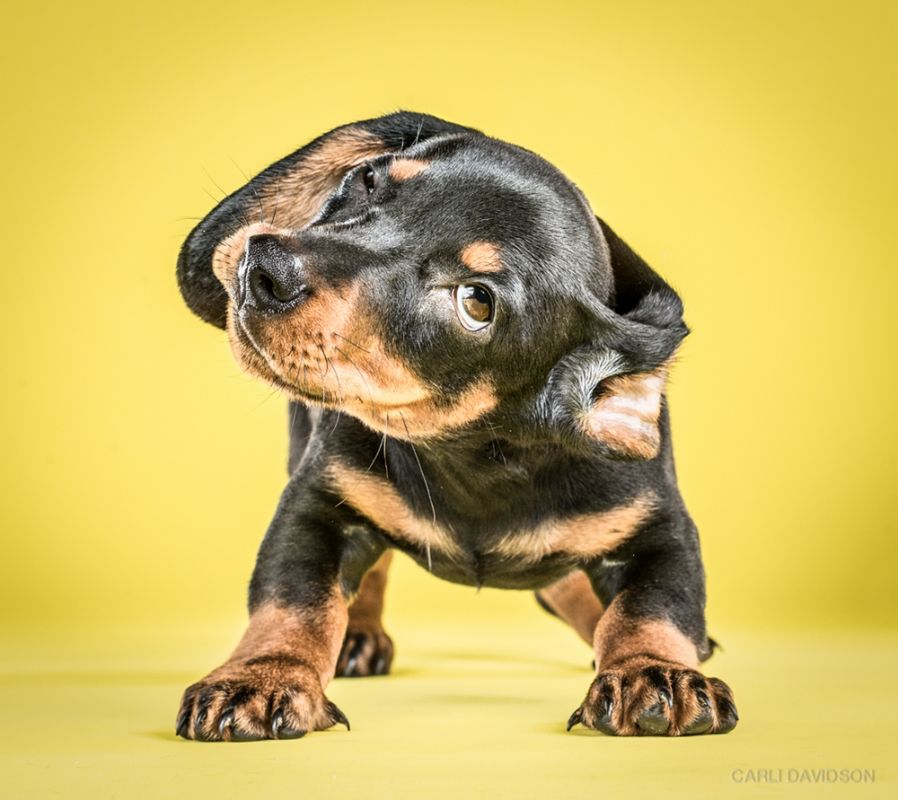 Shake Puppies - zakręcone szczeniaki Carli Davidson 13