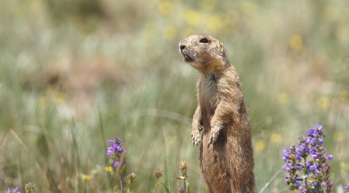 Kraina piesków preriowych
