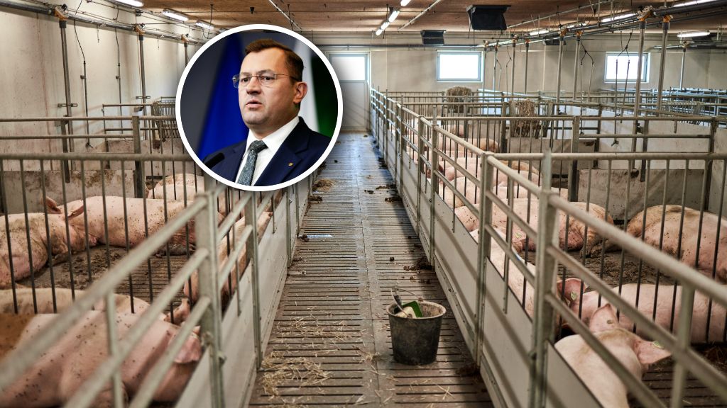 Przegrał przez smród z chlewni. „Część pokryje PSL”