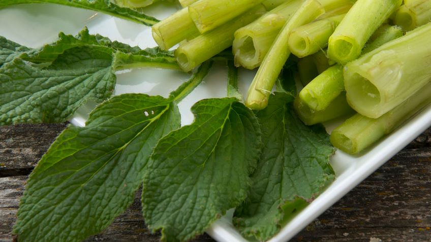 Ogórecznik – właściwości, zastosowanie, przeciwskazania