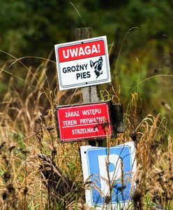 Atak psów pod Zieloną Górą. Miały być szkolone dla policji