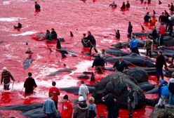 Grindadráp - krwawa rzeź morskich ssaków. Na Wyspach Owczych to kultywowana tradycja