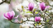 Magnolia nie kwitnie? Wystrzegaj się 3 błędów