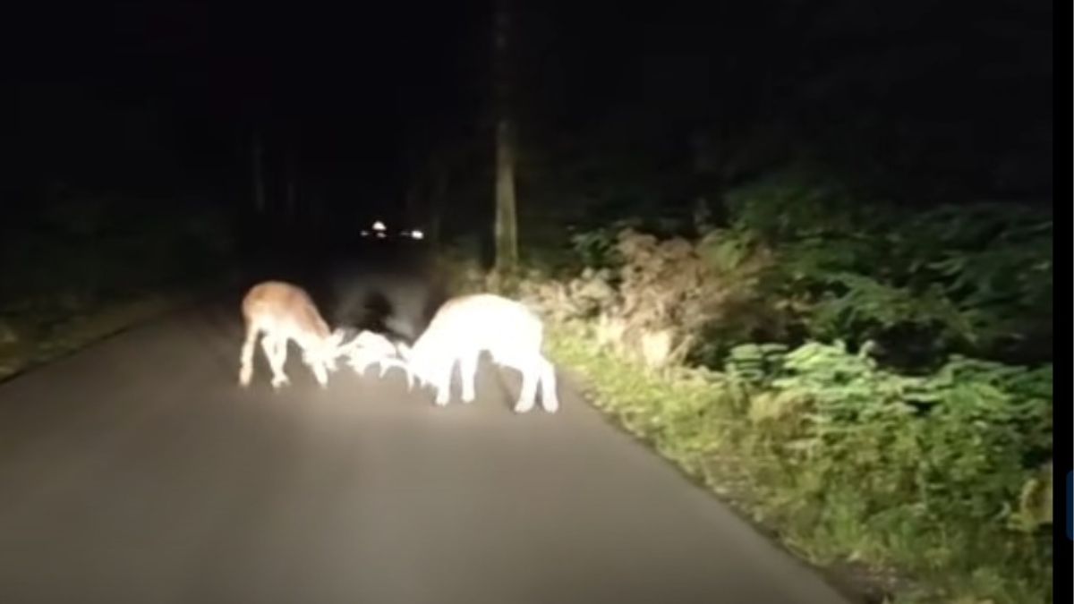 Leśnik nagrał bukowisko danieli. Internauci komentują
