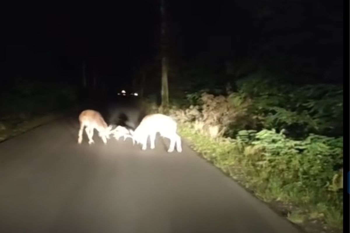 Jechał nocą przez las, nagle zahamował. "Ach, ten testosteron"