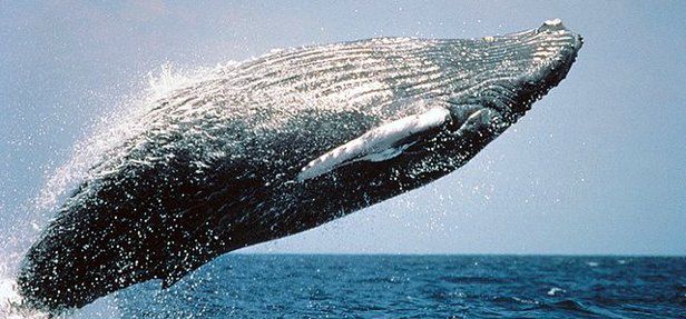 Wyporność wody ułatwia wzrost wielorybom (fot. Wanetta Ayers)