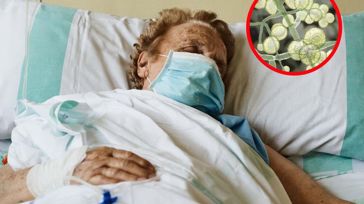 Wzrasta liczba zakażeń nowym gatunkiem drożdżaków