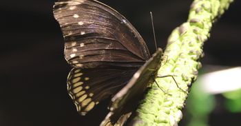 Boisz się owadów? Ekspert wyjaśnia, jak przezwyciężyć lęk