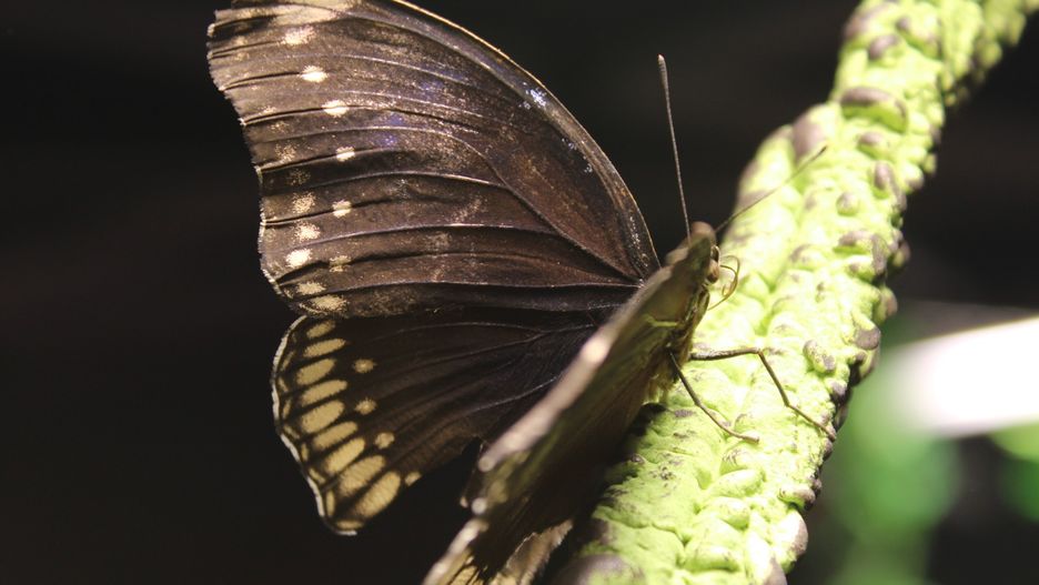 Wystawa żywych motyli w Gnieźnie