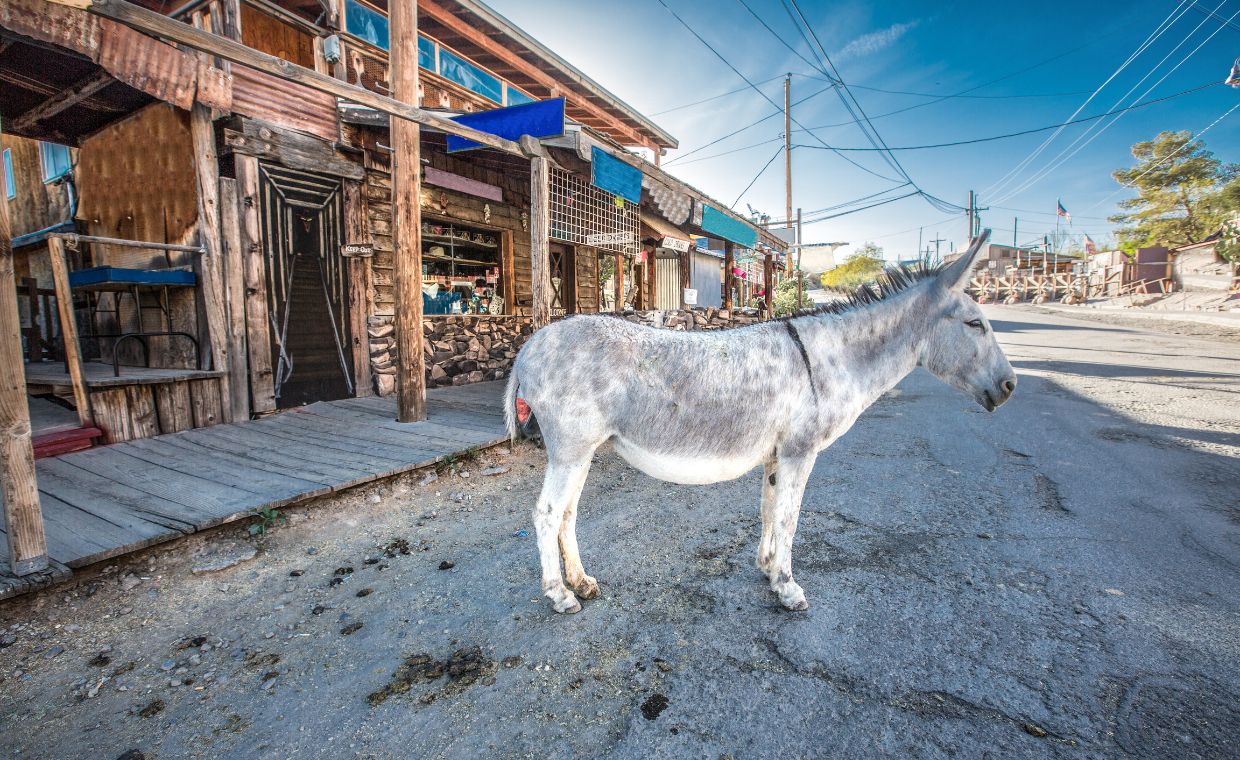 W Oatman można spotkać dzikie osły