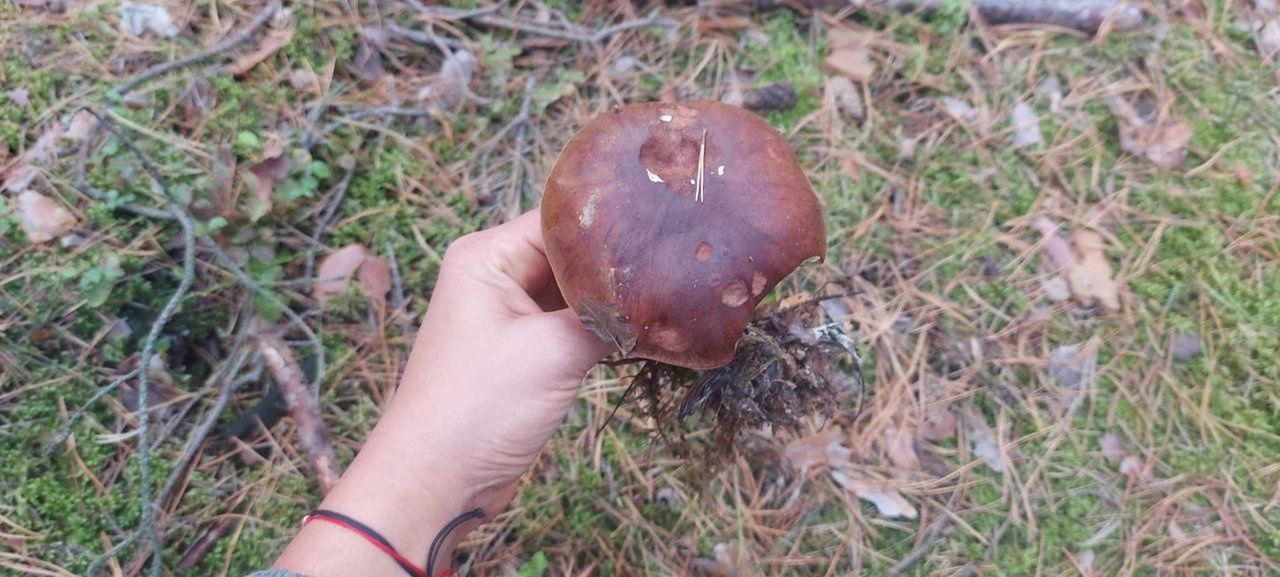 Objezierze, powiat obornicki