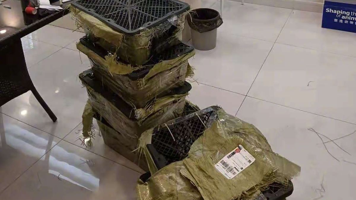 Wolontariusze znaleźli 156 pudełek przygotowanych do wysyłki