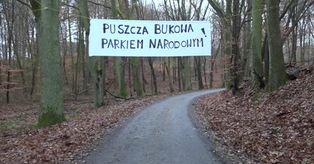 Protest przeciwko wycince Puszczy Bukowej. Aktywiści chcą utworzenia tam Parku Narodowego