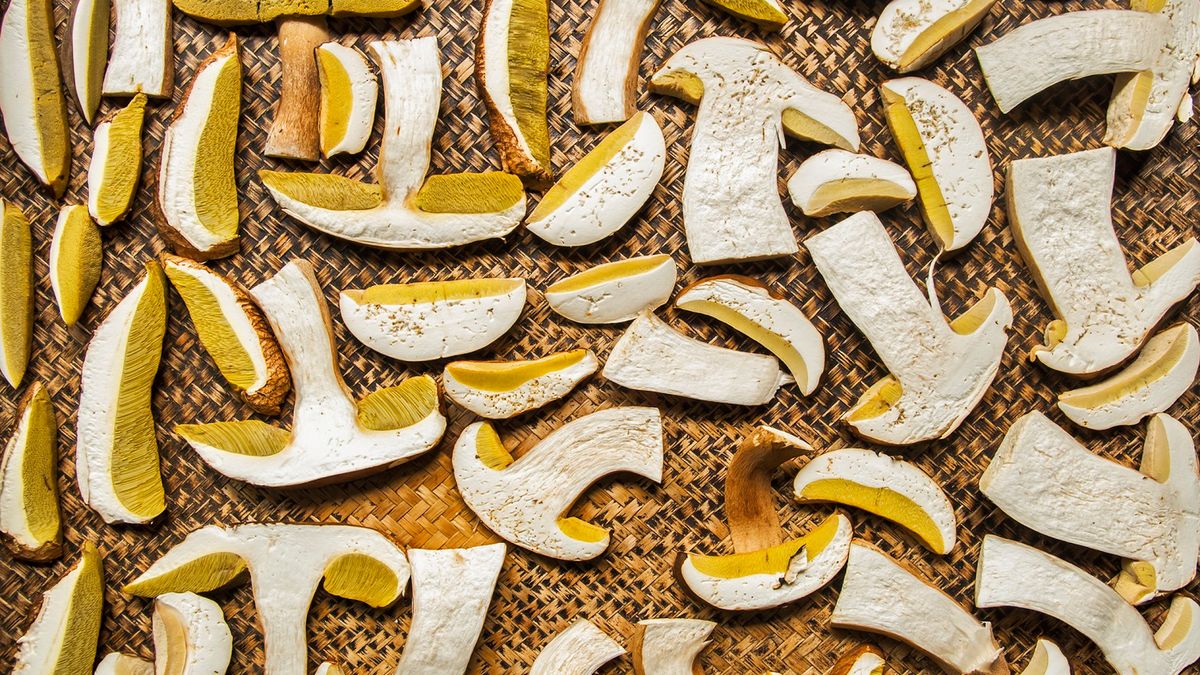 Drobny błąd grzybiarzy może mieć poważne konsekwencje. Zamienia zbiory w rakotwórczą truciznę