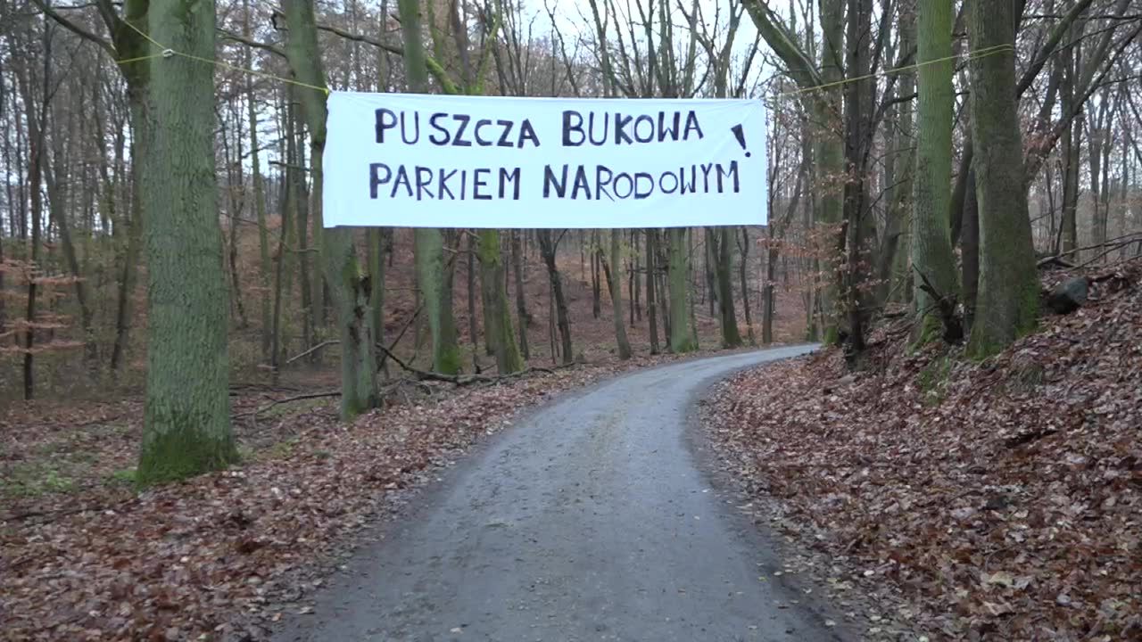 Protest przeciwko wycince Puszczy Bukowej. Aktywiści chcą utworzenia tam Parku Narodowego