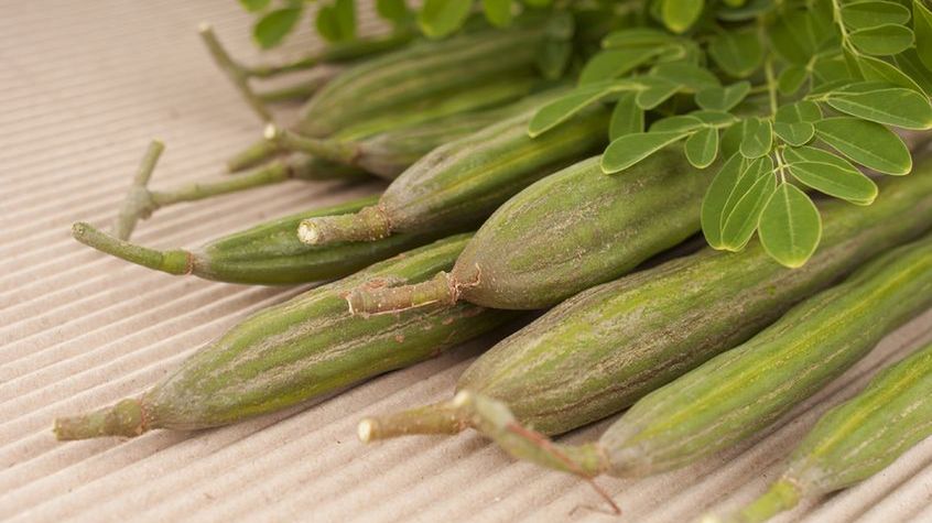 Surowe strąki moringi olejodajnej