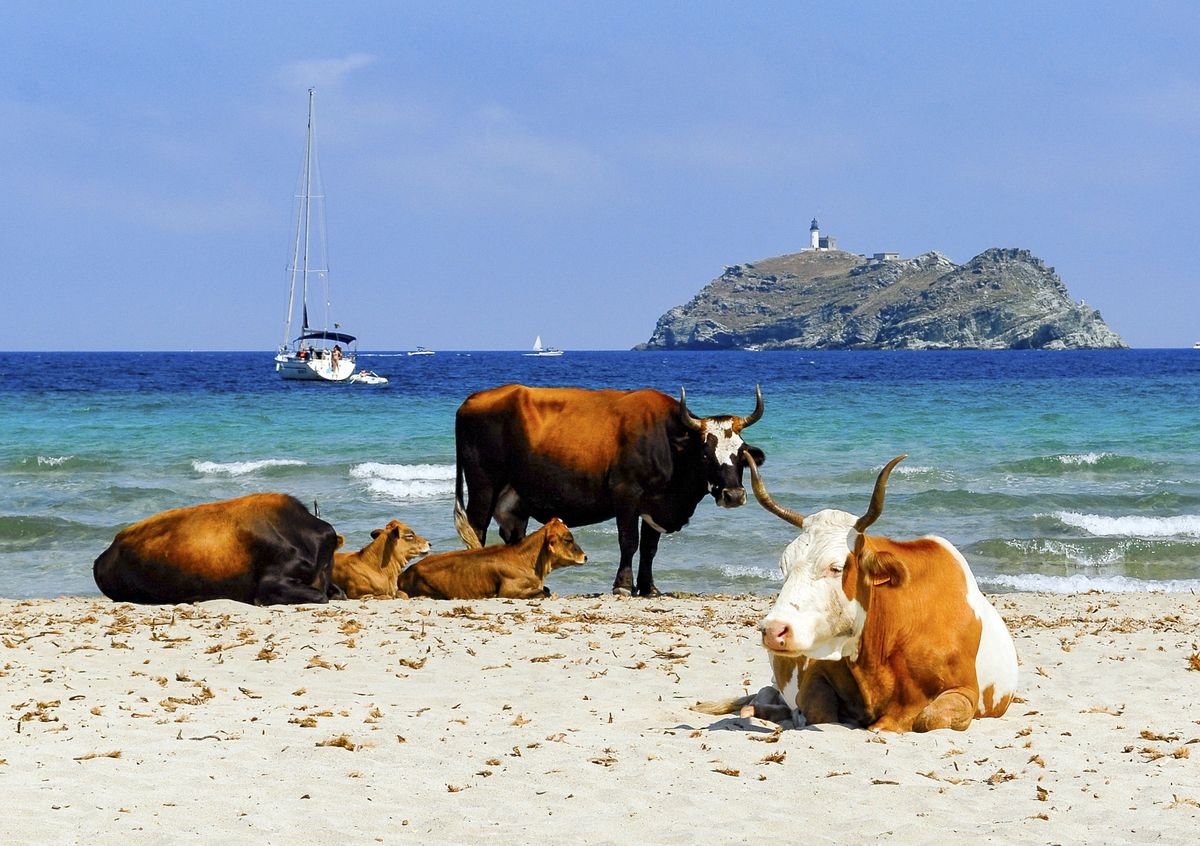 Stada krów spacerują po plażach Korsyki