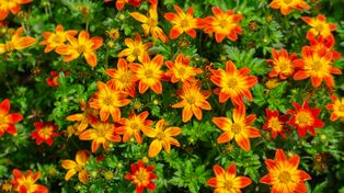 Uporczywy chwast stworzy kaskadę kwiatów. Hit na balkony w 2026 roku