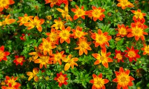 Uporczywy chwast stworzy kaskadę kwiatów. Hit na balkony w 2026 roku