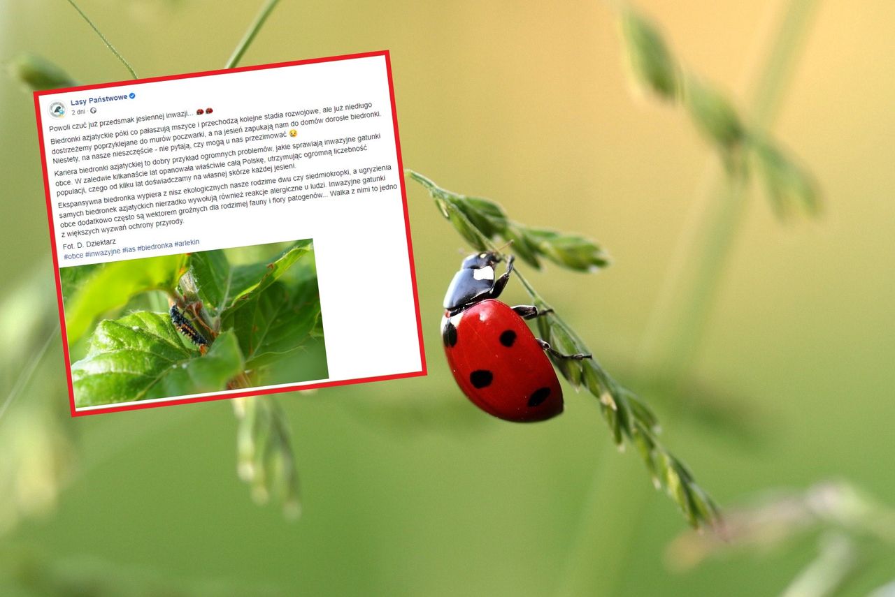 Biedronki azjatyckie. Lasy Państwowe: czuć przedsmak inwazji