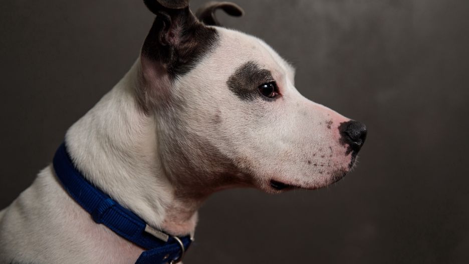 Koronawirus. Hiszpania: Pies pomógł uratować zakażonego pana