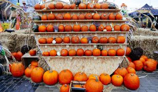 "Polska potęgą dyniową w UE" według Krajowego Ośrodka Wsparcia Rolnictwa