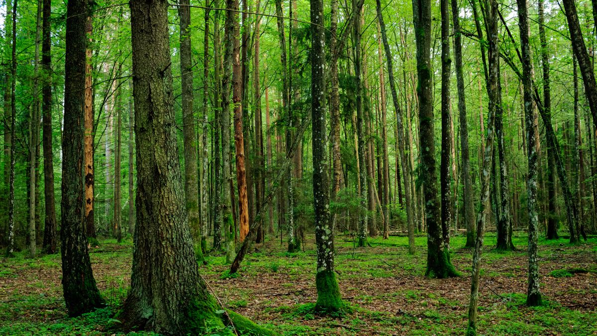 Na nietypowe znalezisko w lesie natknął się mieszkaniec Motkowic (zdj. poglądowe)