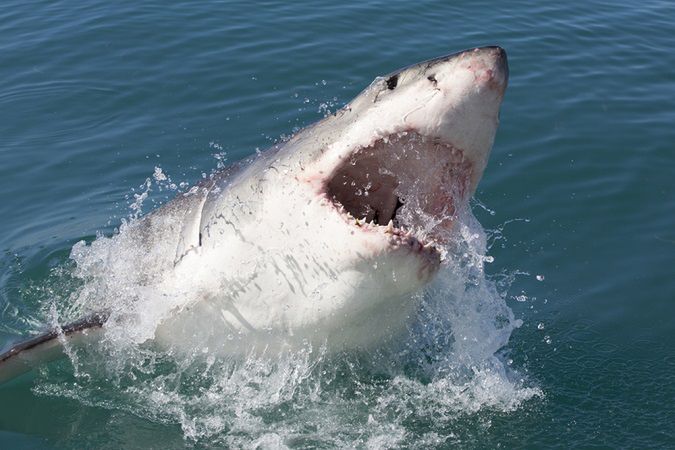 SharkStopper - postrach rekinów. Bezpieczne nurkowanie w każdym miejscu na świecie 1