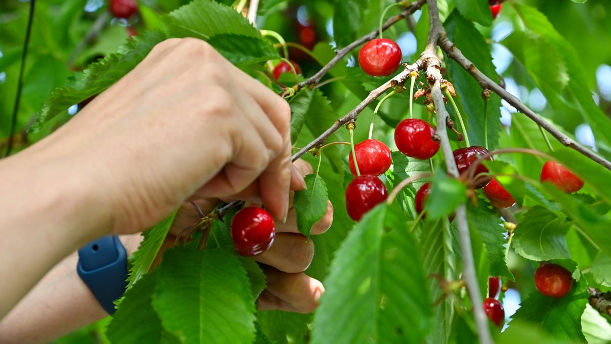 Samozbiory cieszą się ogromną popularnością