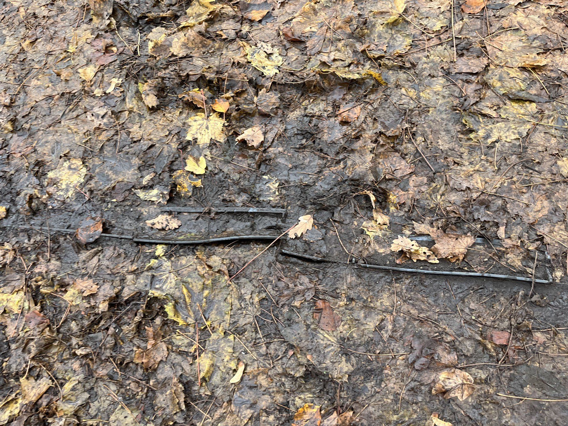 Liście na chodnikach w Łodzi