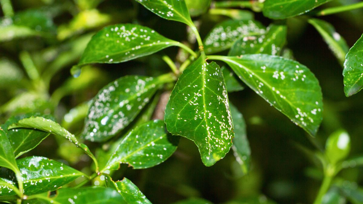 Moje kwiaty wełnowce zaczęły omijać szerokim łukiem 