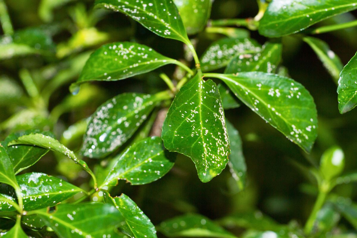 Home remedies to save your potted plants from dreaded mealybug infestation